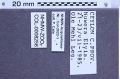 Etikette zu Campsosternus bohemani (Candèze, 1857) (NHMW-ZOO-COL-0008256)